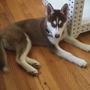 Meet your Posher, Leslie